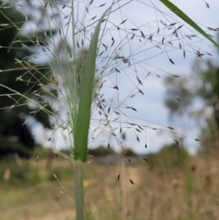 Eragrostis trachycarpa (Rough-grain Lovegrass) at Stromlo, ACT - 24 Jan 2022 by trevorpreston