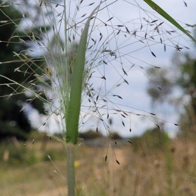 Eragrostis trachycarpa (Rough-grain Lovegrass) at Stromlo, ACT - 24 Jan 2022 by trevorpreston