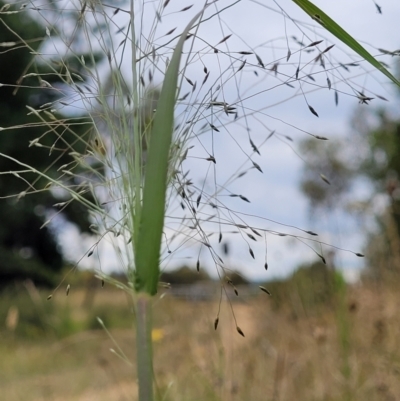 Eragrostis trachycarpa (Rough-grain Lovegrass) at Stromlo, ACT - 24 Jan 2022 by trevorpreston