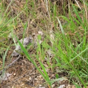 Eragrostis trachycarpa at Stromlo, ACT - 24 Jan 2022 02:56 PM