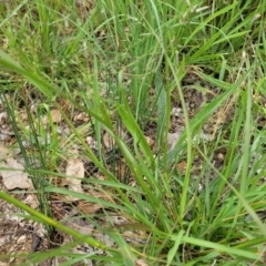 Eragrostis trachycarpa at Stromlo, ACT - 24 Jan 2022