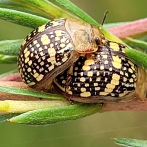 Paropsis pictipennis at Molonglo Valley, ACT - 24 Jan 2022