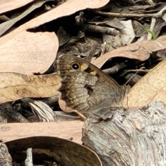 Geitoneura klugii (Marbled Xenica) at Molonglo Valley, ACT - 24 Jan 2022 by trevorpreston