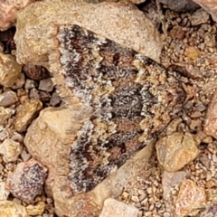 Dichromodes disputata (Scaled Heath Moth) at Molonglo Valley, ACT - 24 Jan 2022 by tpreston