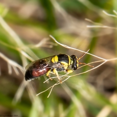 Hylaeus (Euprosopis) elegans (Harlequin Bee) at Molonglo Valley, ACT - 24 Jan 2022 by Roger