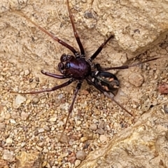 Habronestes bradleyi (Bradley's Ant-Eating Spider) at Molonglo Valley, ACT - 24 Jan 2022 by trevorpreston