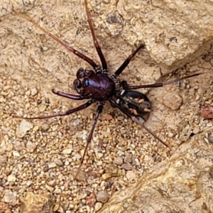 Habronestes bradleyi at Molonglo Valley, ACT - 24 Jan 2022