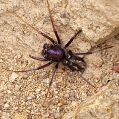 Habronestes bradleyi at Molonglo Valley, ACT - 24 Jan 2022