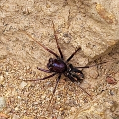 Habronestes bradleyi at Molonglo Valley, ACT - 24 Jan 2022