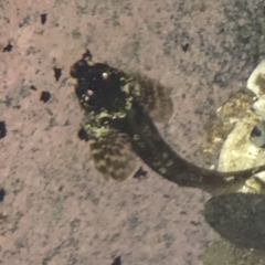 Unverified Marine Fish Uncategorised at Broulee, NSW - 23 Jan 2022 by Tapirlord