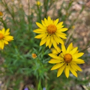 Xerochrysum viscosum at Molonglo Valley, ACT - 24 Jan 2022 02:25 PM