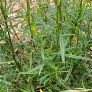 Xerochrysum viscosum at Molonglo Valley, ACT - 24 Jan 2022 02:25 PM