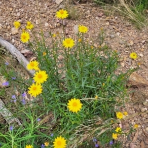 Xerochrysum viscosum at Molonglo Valley, ACT - 24 Jan 2022 02:25 PM