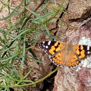 Vanessa kershawi at Molonglo Valley, ACT - 24 Jan 2022 02:18 PM