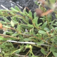 Samolus repens (Creeping Brookweed) at Broulee, NSW - 23 Jan 2022 by Tapirlord