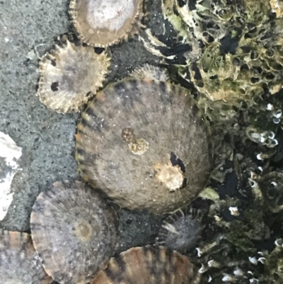 Cellana tramoserica (Commom Limpet) at Broulee, NSW - 23 Jan 2022 by Tapirlord