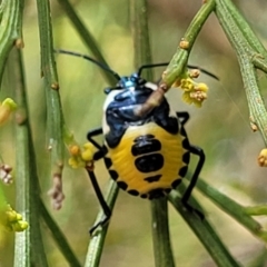 Commius elegans (Cherry Ballart Shield Bug) at Molonglo Valley, ACT - 24 Jan 2022 by trevorpreston