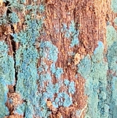Trichoderma 'green fluffy' at Molonglo Valley, ACT - 24 Jan 2022 by trevorpreston