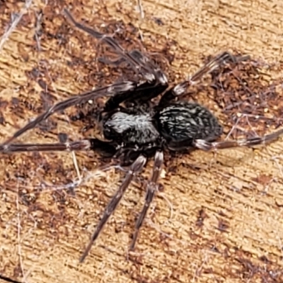 Badumna sp. (genus) (Lattice-web spider) at Molonglo Valley, ACT - 24 Jan 2022 by tpreston