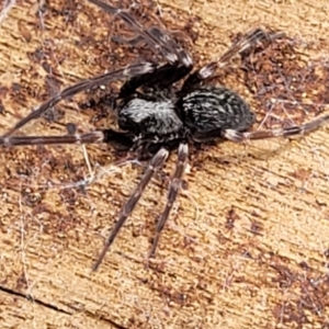 Badumna sp. (genus) at Molonglo Valley, ACT - 24 Jan 2022 02:12 PM