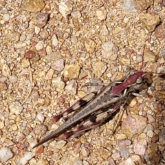 Austroicetes sp. (genus) at Molonglo Valley, ACT - 24 Jan 2022 02:09 PM