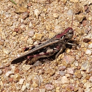 Austroicetes sp. (genus) at Molonglo Valley, ACT - 24 Jan 2022