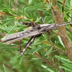 Coryphistes ruricola (Bark-mimicking Grasshopper) at Molonglo Valley, ACT - 24 Jan 2022 by trevorpreston