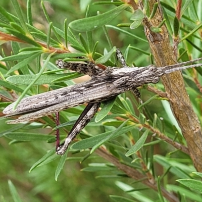 Coryphistes ruricola (Bark-mimicking Grasshopper) at Molonglo Valley, ACT - 24 Jan 2022 by trevorpreston