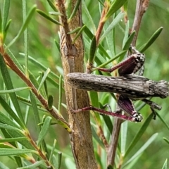 Coryphistes ruricola at Molonglo Valley, ACT - 24 Jan 2022