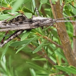 Coryphistes ruricola at Molonglo Valley, ACT - 24 Jan 2022