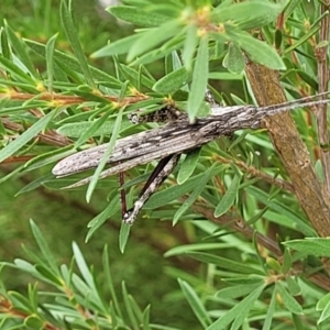 Coryphistes ruricola at Molonglo Valley, ACT - 24 Jan 2022