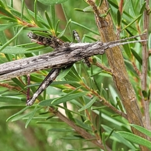 Coryphistes ruricola at Molonglo Valley, ACT - 24 Jan 2022