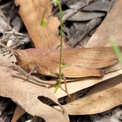 Goniaea opomaloides (Mimetic Gumleaf Grasshopper) at Molonglo Valley, ACT - 24 Jan 2022 by tpreston