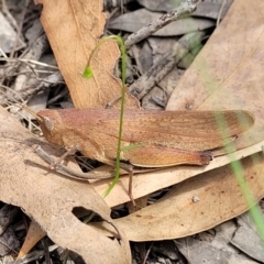 Goniaea opomaloides at Molonglo Valley, ACT - 24 Jan 2022