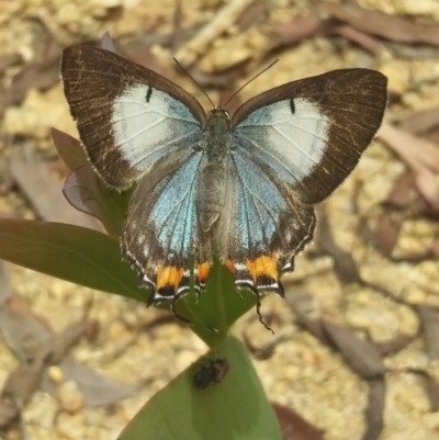 Jalmenus evagoras (Imperial Hairstreak) at Paddys River, ACT - 24 Jan 2022 by ChickenLittle