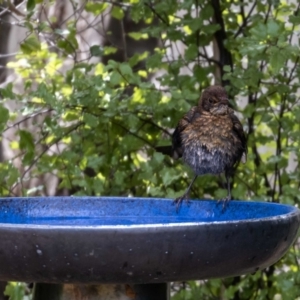 Turdus merula at Jerrabomberra, NSW - suppressed