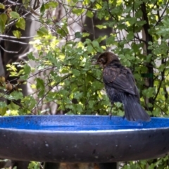 Turdus merula at Jerrabomberra, NSW - suppressed