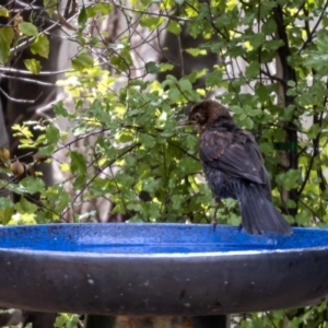 Turdus merula at Jerrabomberra, NSW - 24 Jan 2022