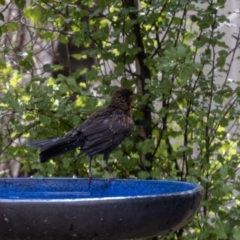 Turdus merula at Jerrabomberra, NSW - suppressed