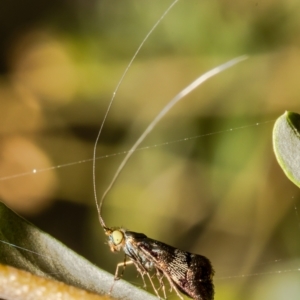 Nemophora sparsella at Cook, ACT - 24 Jan 2022