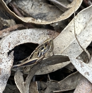 Praxibulus sp. (genus) at Jagungal Wilderness, NSW - 20 Jan 2022 05:19 PM