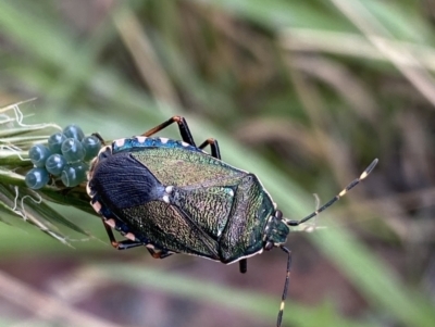 Musgraveia sulciventris (Bronze Orange Bug) at Jagungal Wilderness, NSW - 20 Jan 2022 by NedJohnston