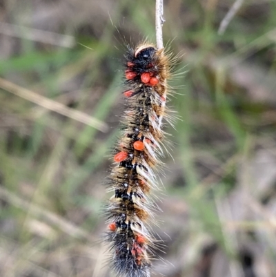 Acari (informal subclass) (Unidentified mite) at Kosciuszko National Park - 20 Jan 2022 by Ned_Johnston