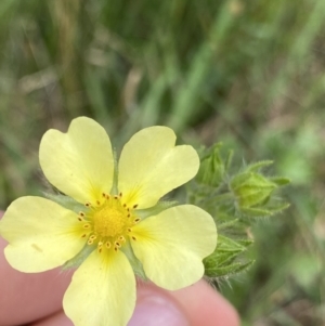 Potentilla recta at Jagungal Wilderness, NSW - 20 Jan 2022