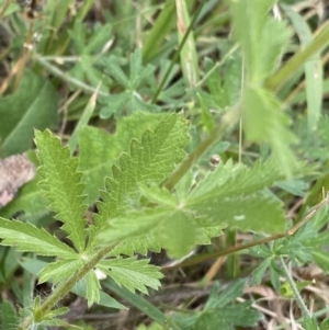 Potentilla recta at Jagungal Wilderness, NSW - 20 Jan 2022