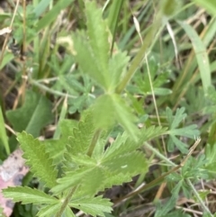 Potentilla recta at Jagungal Wilderness, NSW - 20 Jan 2022