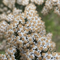 Ozothamnus thyrsoideus (Sticky Everlasting) at Jagungal Wilderness, NSW - 20 Jan 2022 by Ned_Johnston