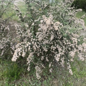 Ozothamnus thyrsoideus at Jagungal Wilderness, NSW - 20 Jan 2022 04:29 PM