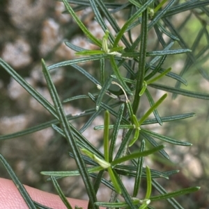 Ozothamnus thyrsoideus at Jagungal Wilderness, NSW - 20 Jan 2022 04:29 PM