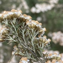 Ozothamnus thyrsoideus at Jagungal Wilderness, NSW - 20 Jan 2022 04:29 PM